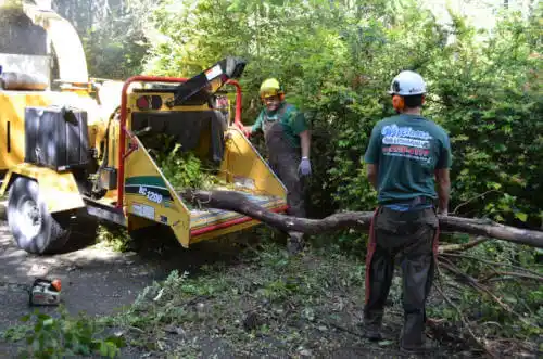 tree services Key Colony Beach